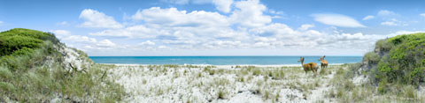 Digital panoramic image of ocean view with the dunes and deer in the forground