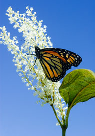 Monarch butterfly photographed at Watch Hill Nature walk on Fire Island